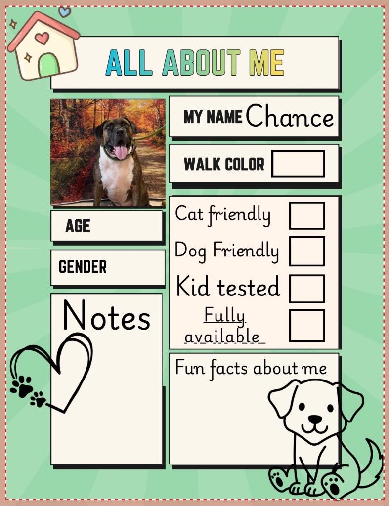Enlarge Chance, a Adoptable mixed breed in New Manchester, WV image 5/6