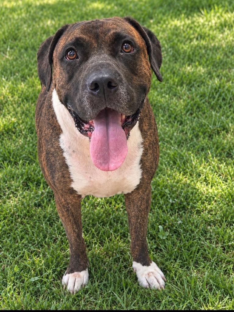 Enlarge Chance, a Adoptable mixed breed in New Manchester, WV image 6/6