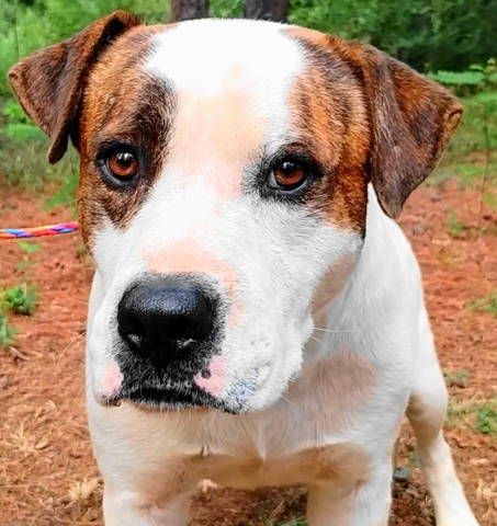 Rory, Adoptable, Adult Male Boxer.