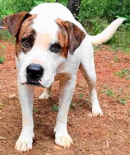 Rory, a Adoptable mixed breed in Frankston, TX image 3/6