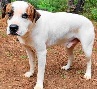 Rory, a Adoptable mixed breed in Frankston, TX image 4/6