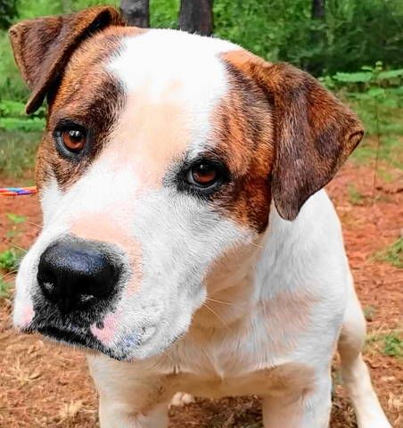 Rory, a Adoptable mixed breed in Frankston, TX image 5/6