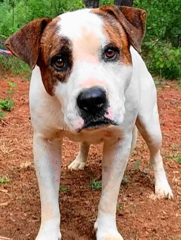 Rory, a Adoptable mixed breed in Frankston, TX image 6/6