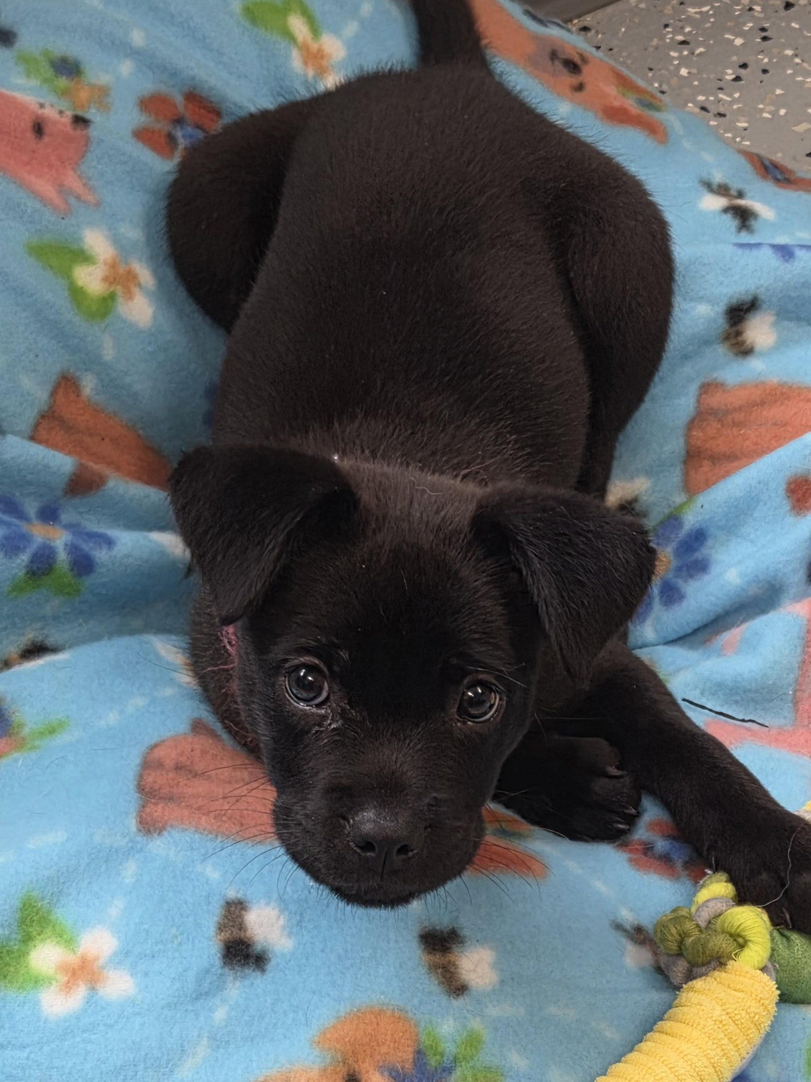 Enlarge Piper, a Adopted Labrador Retriever in Greenville, IL image 1/1