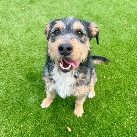 Claude, ADOPTABLE, Adult Male Terrier.