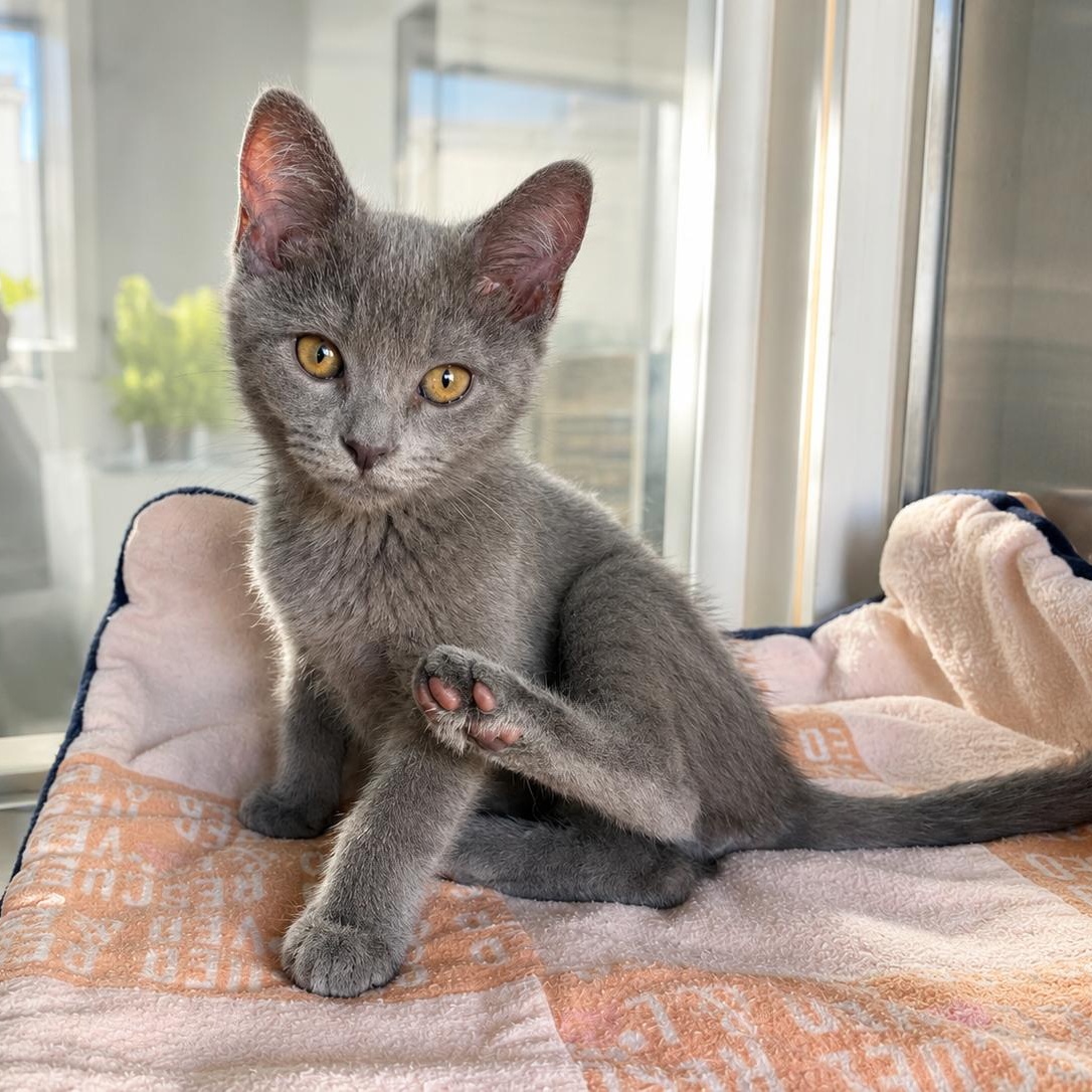 DJ PAULY D, adoptable, Kitten Male Domestic Short Hair.