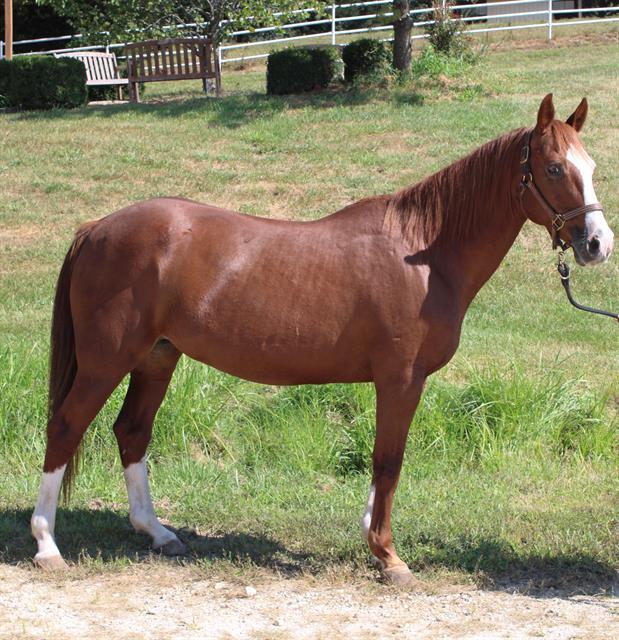 Enlarge PRALINE, a Adoptable Grade in Union, MO image 1/1
