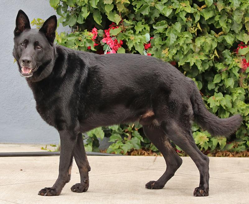 Lobo von Lassan", a Adoptable German Shepherd Dog in Los Angeles, CA image 6/6