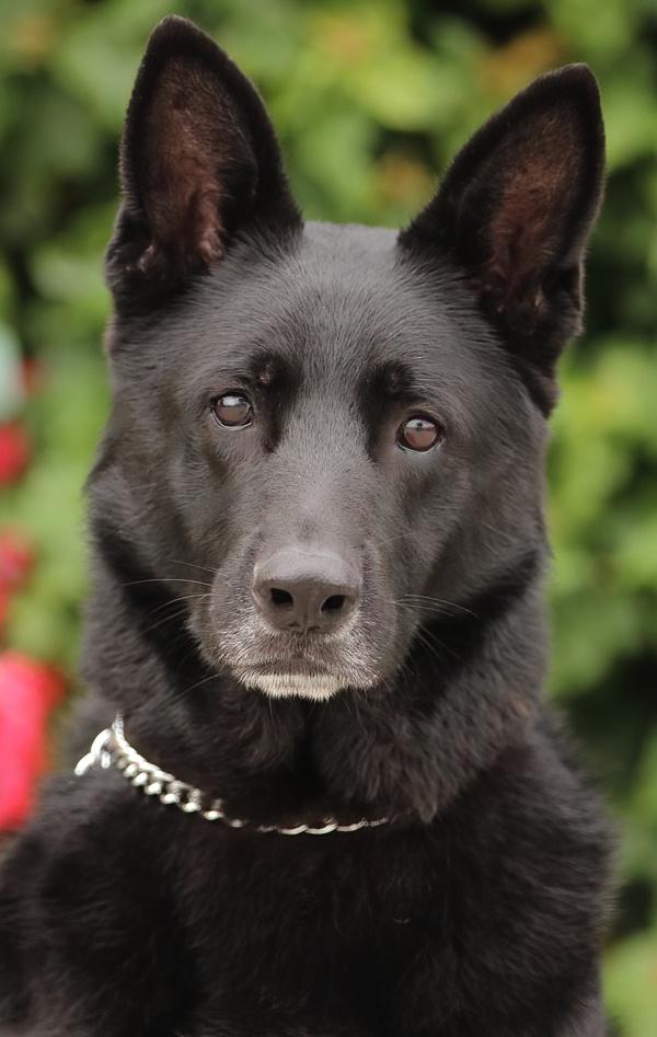 *Lobo von Lassan German Shepherd Dog Dog