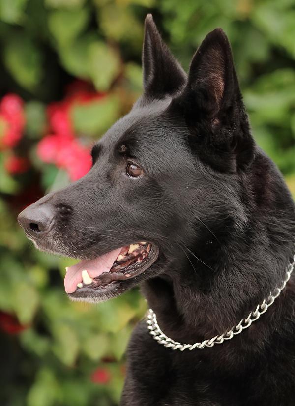 Lobo von Lassan", a Adoptable German Shepherd Dog in Los Angeles, CA image 3/6