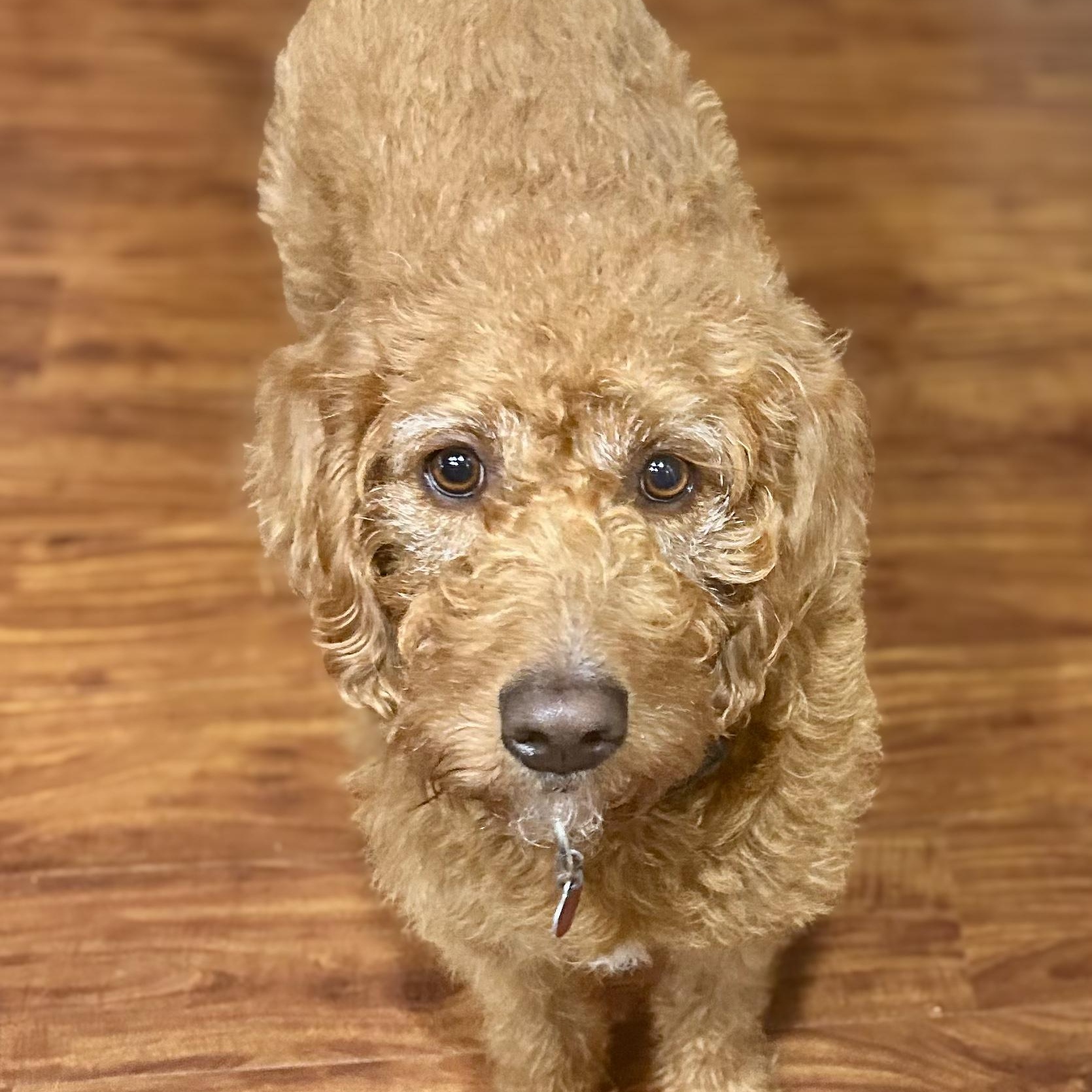 Sandy, Adopted, Young Female Poodle.