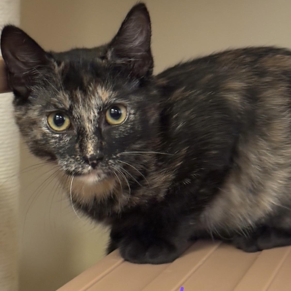 Enlarge Blanche, a Adoptable Tortoiseshell in Petaluma, CA image 2/2