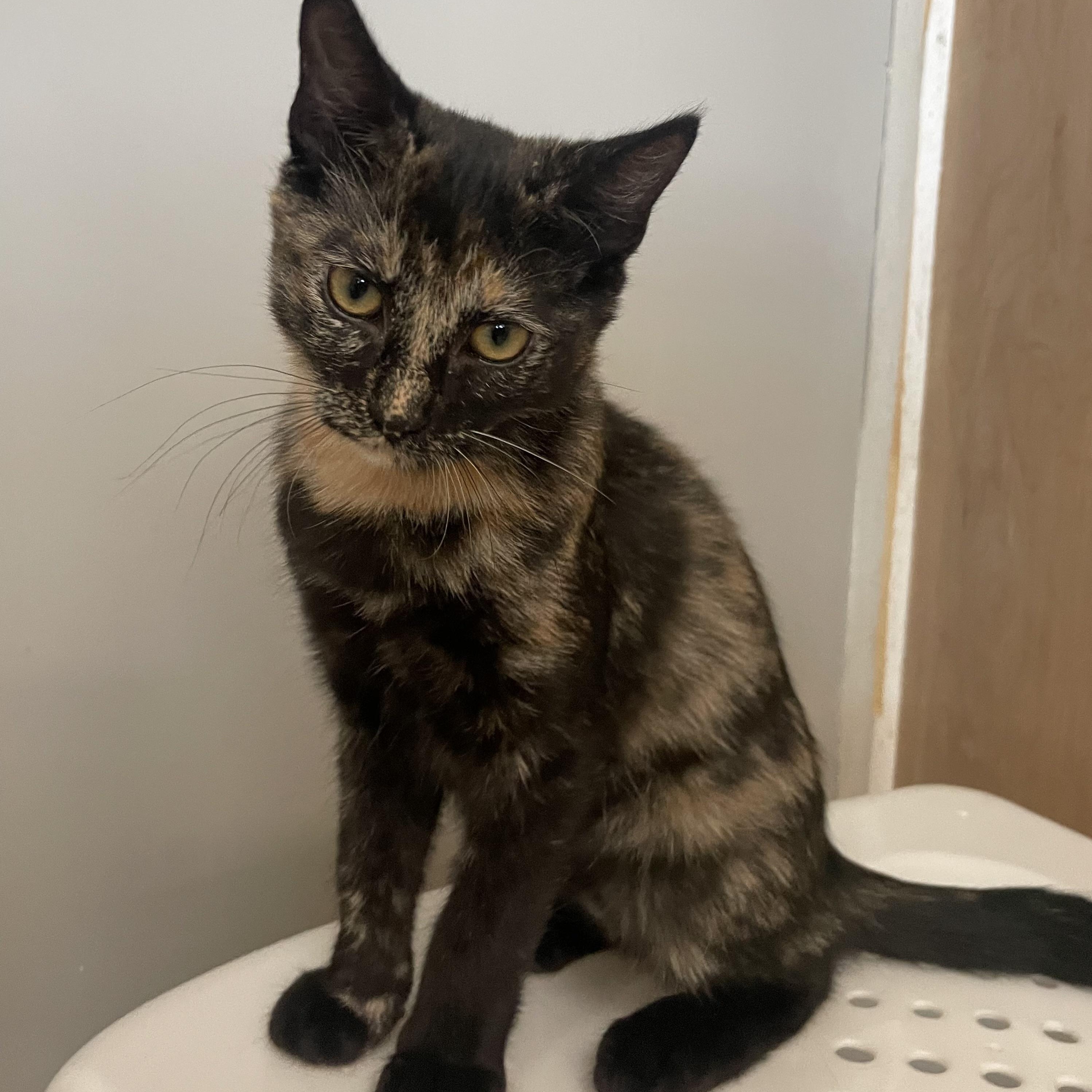 Blanche, Adoptable, Kitten Female Tortoiseshell.