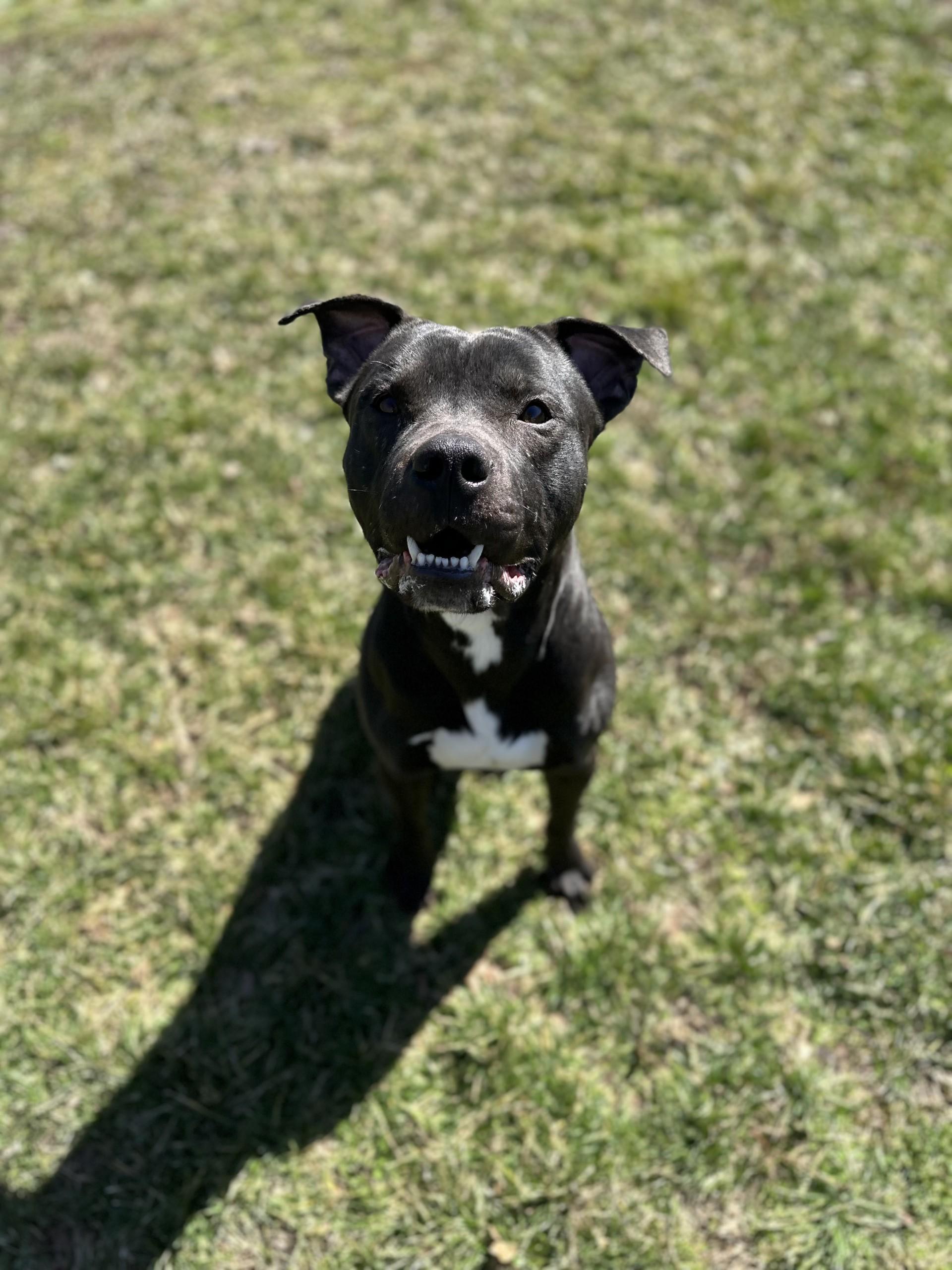 Debo, ADOPTABLE, Adult Male American Staffordshire Terrier.