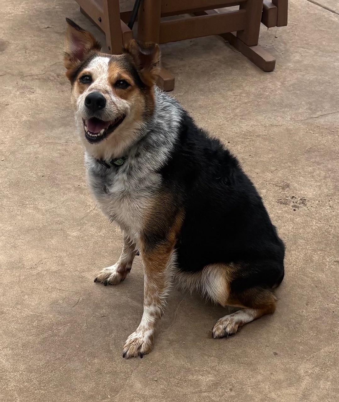 Enlarge BENNY.COURTESY POST, a Adoptable mixed breed in CHARLOTTE, NC image 2/3