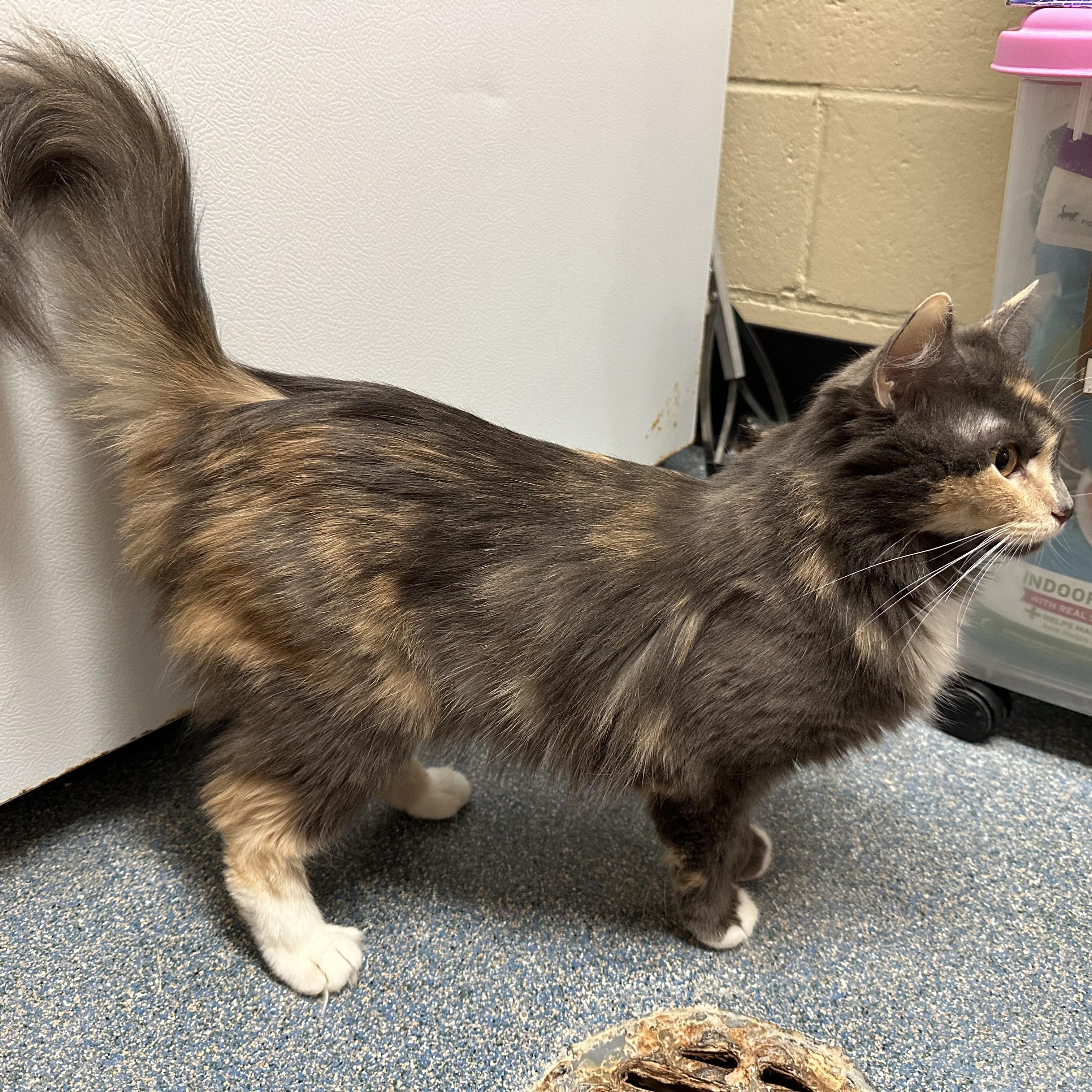Sky, a ADOPTABLE Domestic Medium Hair in Clifton, NJ image 3/4