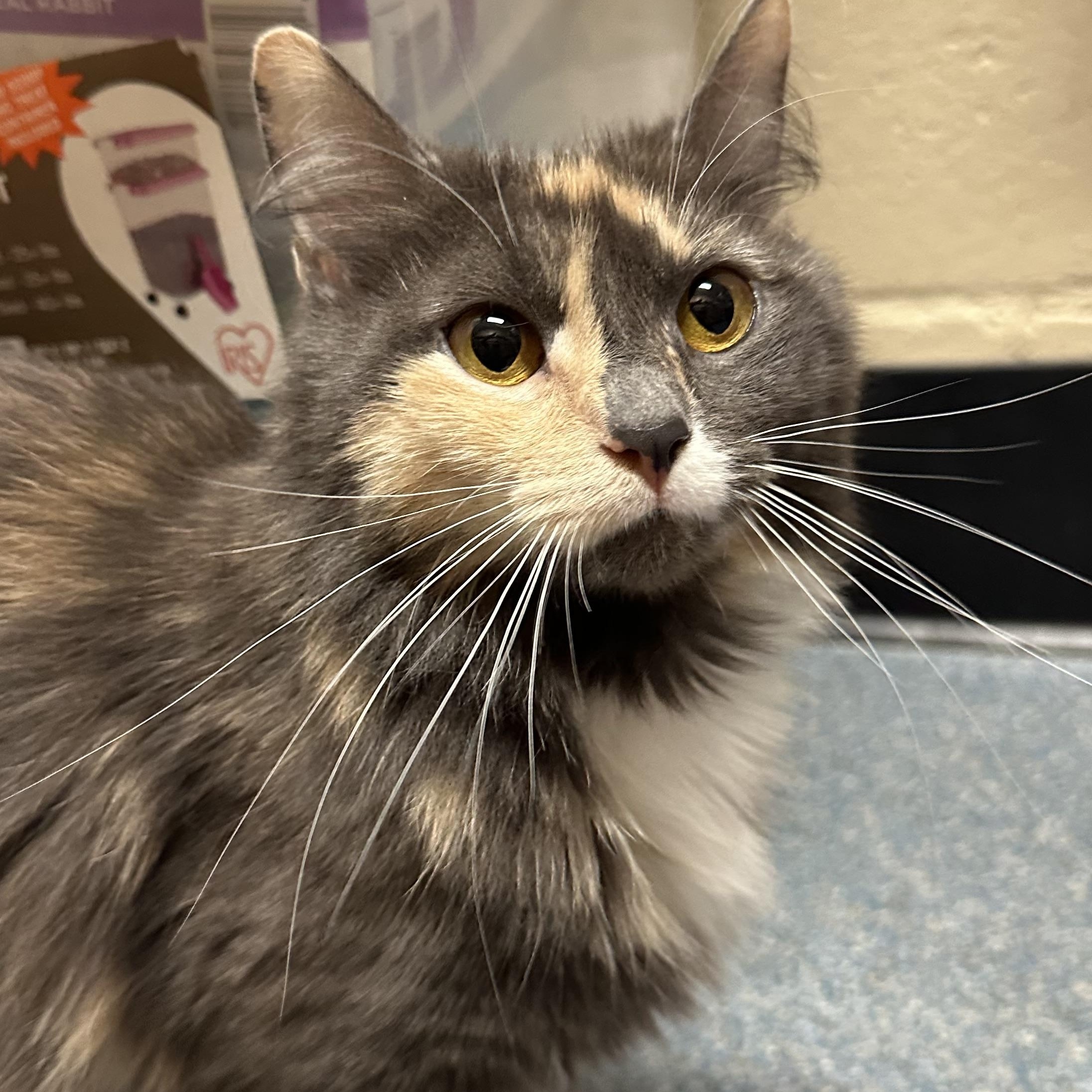 Sky, ADOPTABLE, Young Female Domestic Medium Hair.