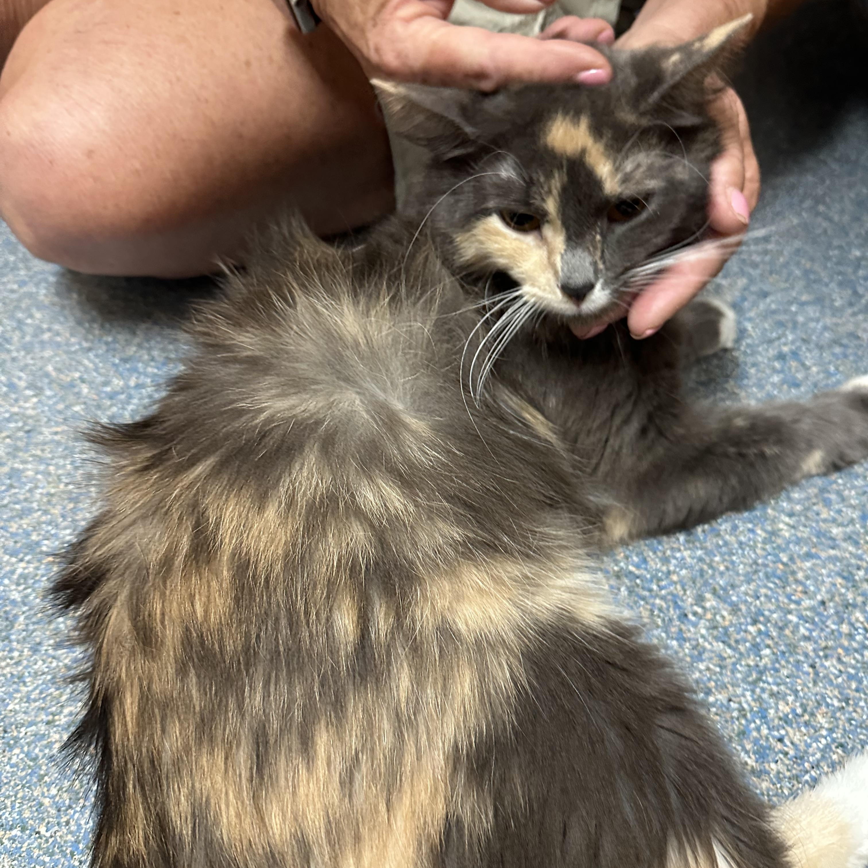 Sky, a ADOPTABLE Domestic Medium Hair in Clifton, NJ image 2/4