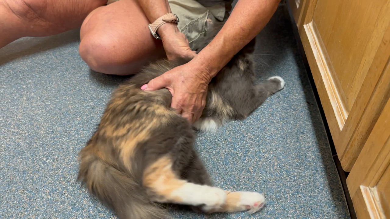 Enlarge Sky, a ADOPTABLE Domestic Medium Hair in Clifton, NJ video 4/4