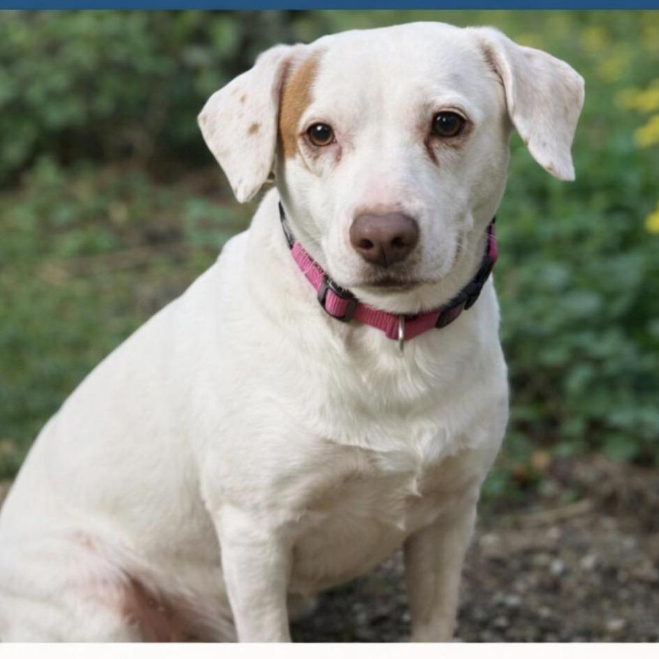 Enlarge Mami, a Adoptable mixed breed in Pleasant Valley, NY image 1/1