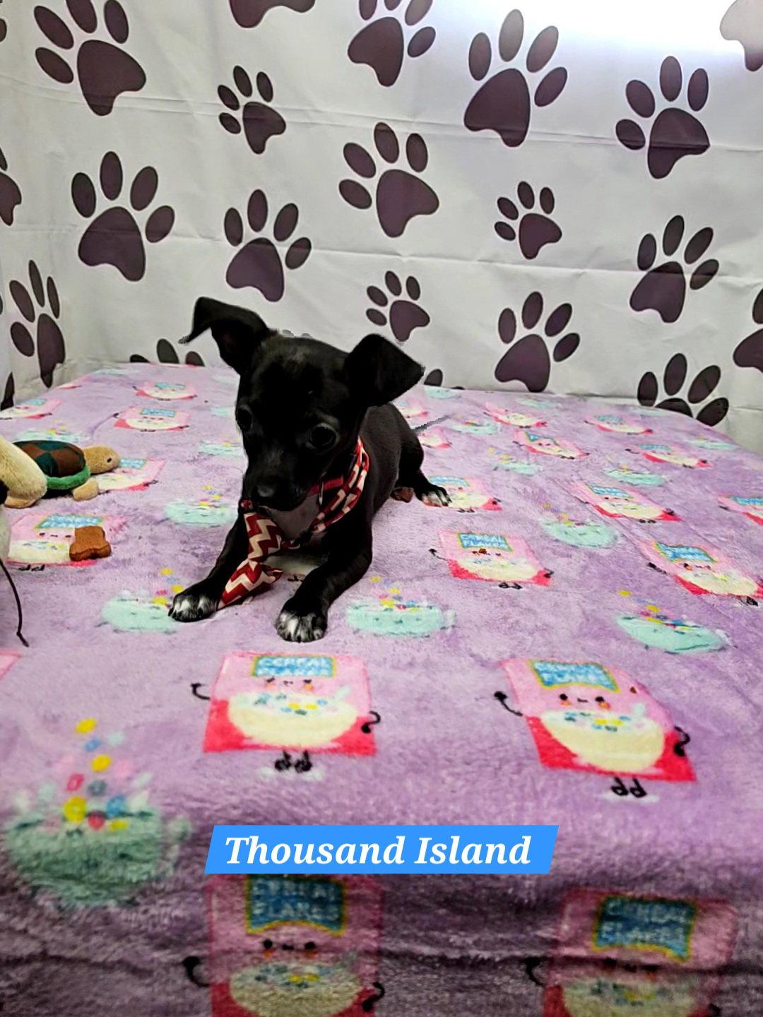 Enlarge Thousand Island, a Adoptable mixed breed in Metairie, LA image 1/1