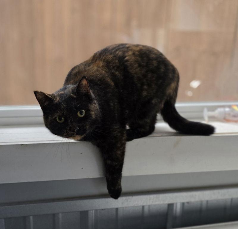 Cami, a Adoptable Domestic Medium Hair in Woodsfield, OH image 1/2