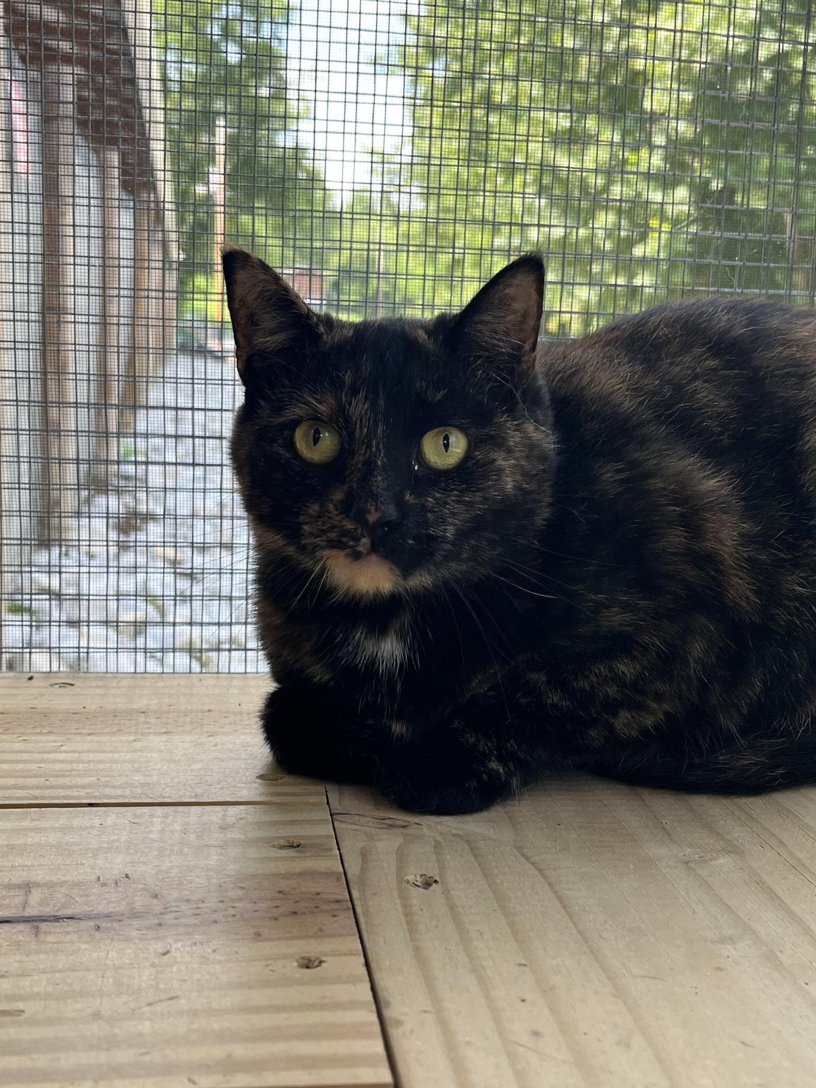 Cami, Adoptable, Young Female Domestic Medium Hair.