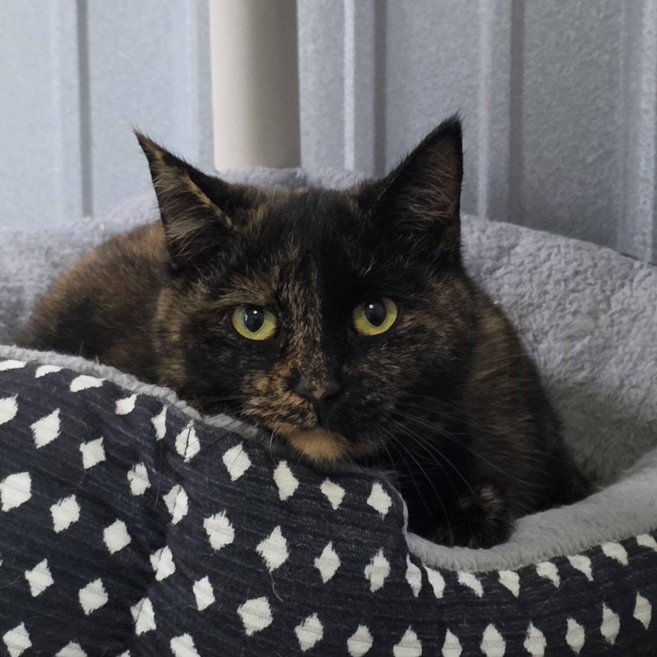 Cami, a Adoptable Domestic Medium Hair in Woodsfield, OH image 2/2