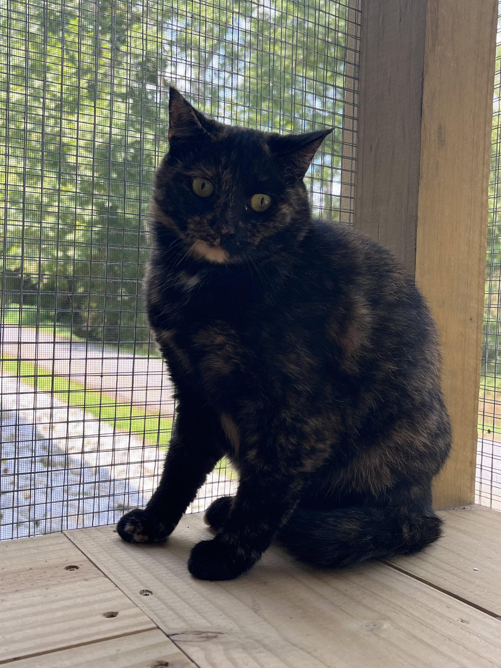 Cami, a Adoptable Domestic Medium Hair in Woodsfield, OH image 3/3