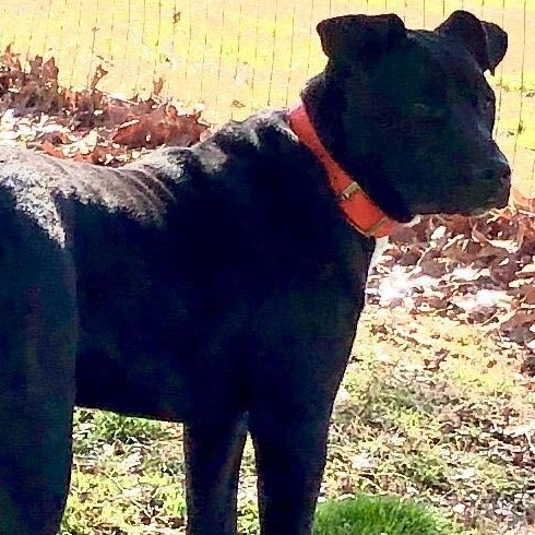 Mystic, Adoptable, Adult Female Labrador Retriever & Pit Bull Terrier.