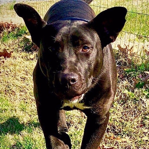 Enlarge Mystic, a Adoptable mixed breed in Greenfield, TN image 2/5