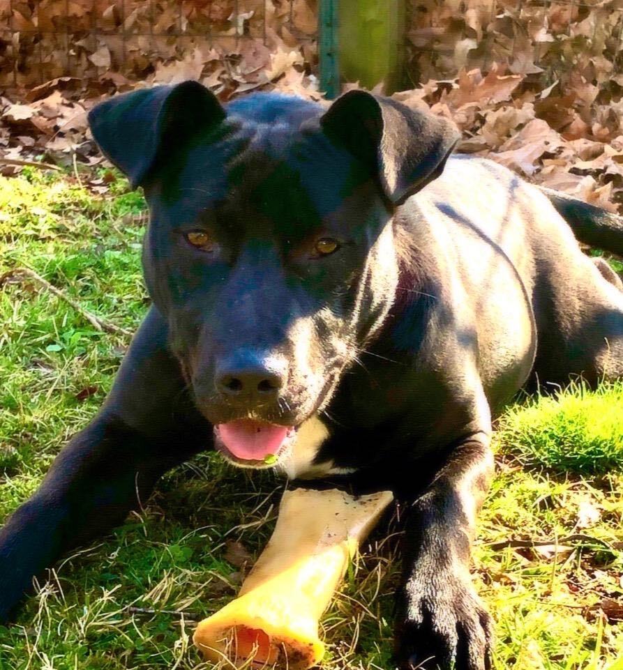 Enlarge Mystic, a Adoptable mixed breed in Greenfield, TN image 3/5