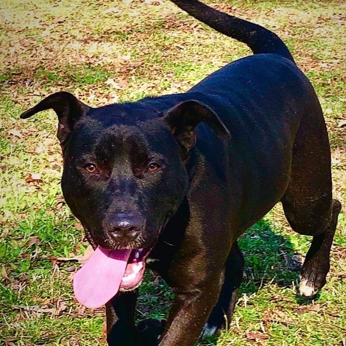 Enlarge Mystic, a Adoptable mixed breed in Greenfield, TN image 4/5