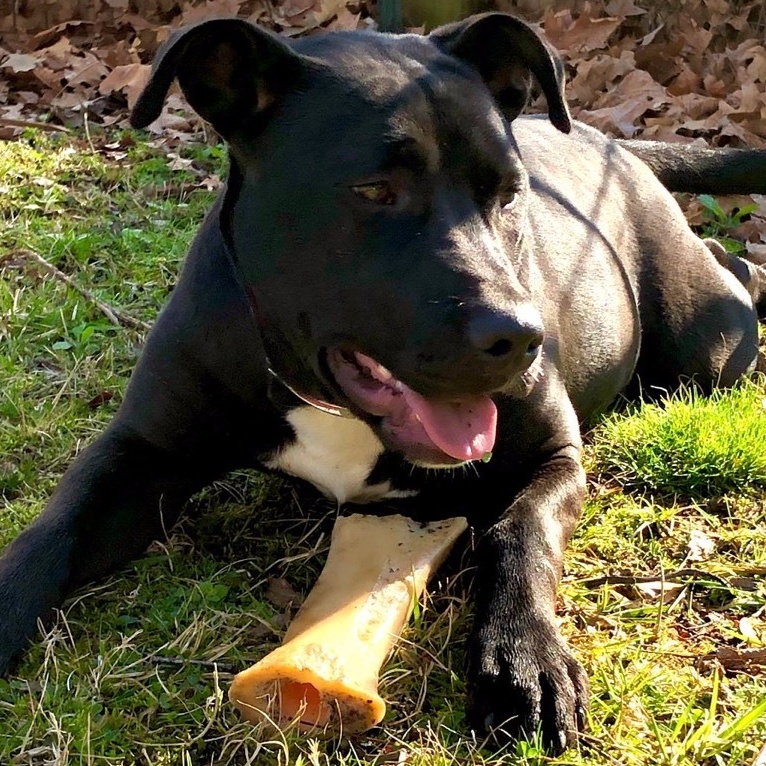 Enlarge Mystic, a Adoptable mixed breed in Greenfield, TN image 5/5