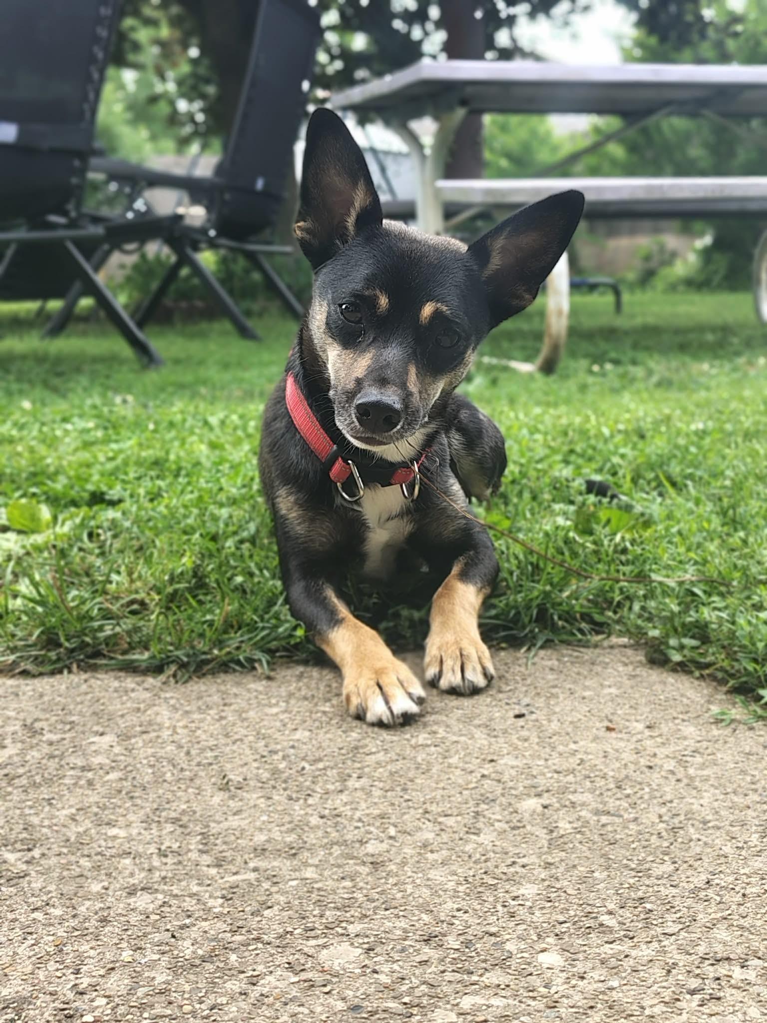 Bruno, Adoptable, Young Male Chihuahua.