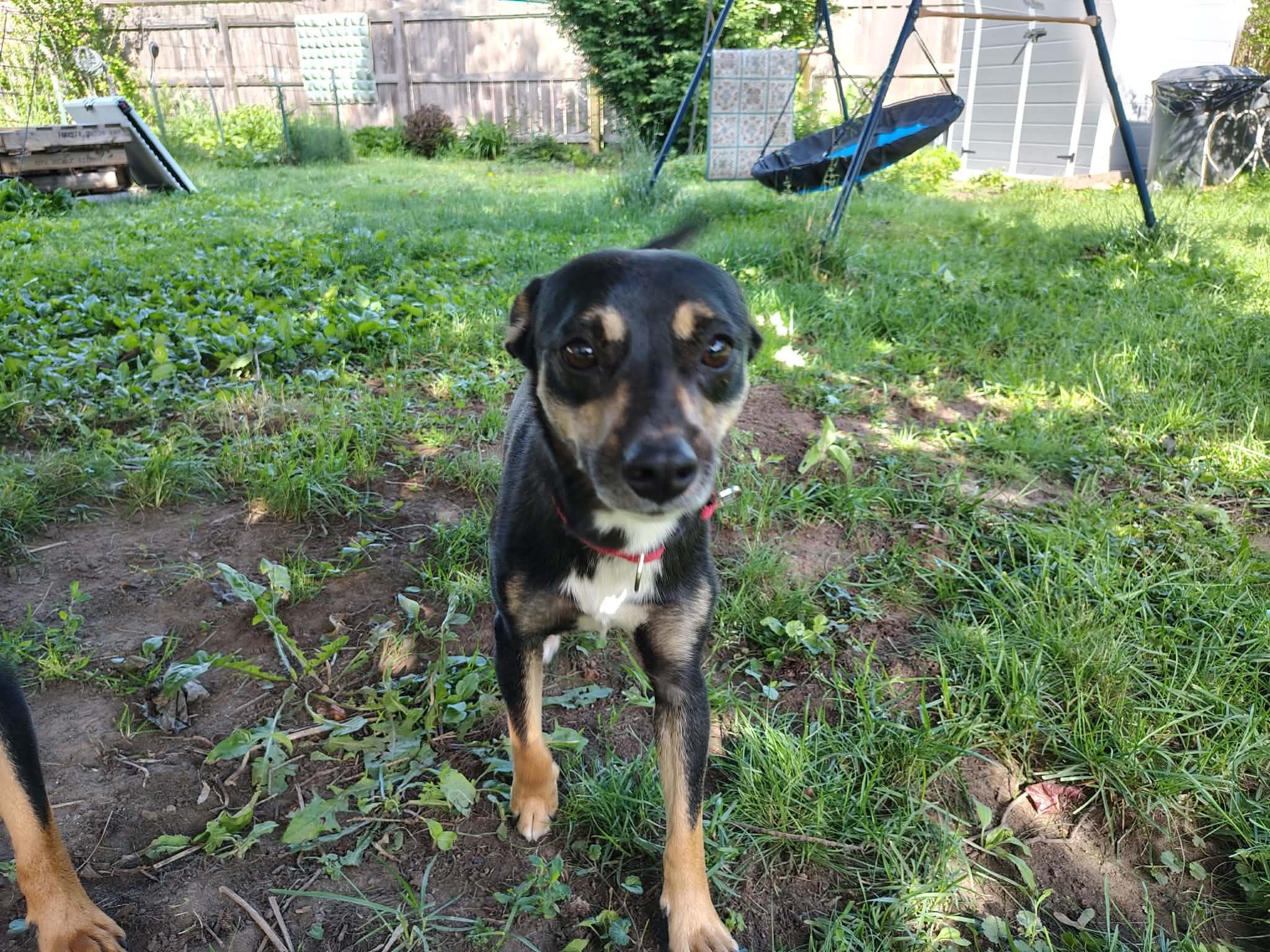Bruno, a Adoptable mixed breed in Dyer, IN image 4/6