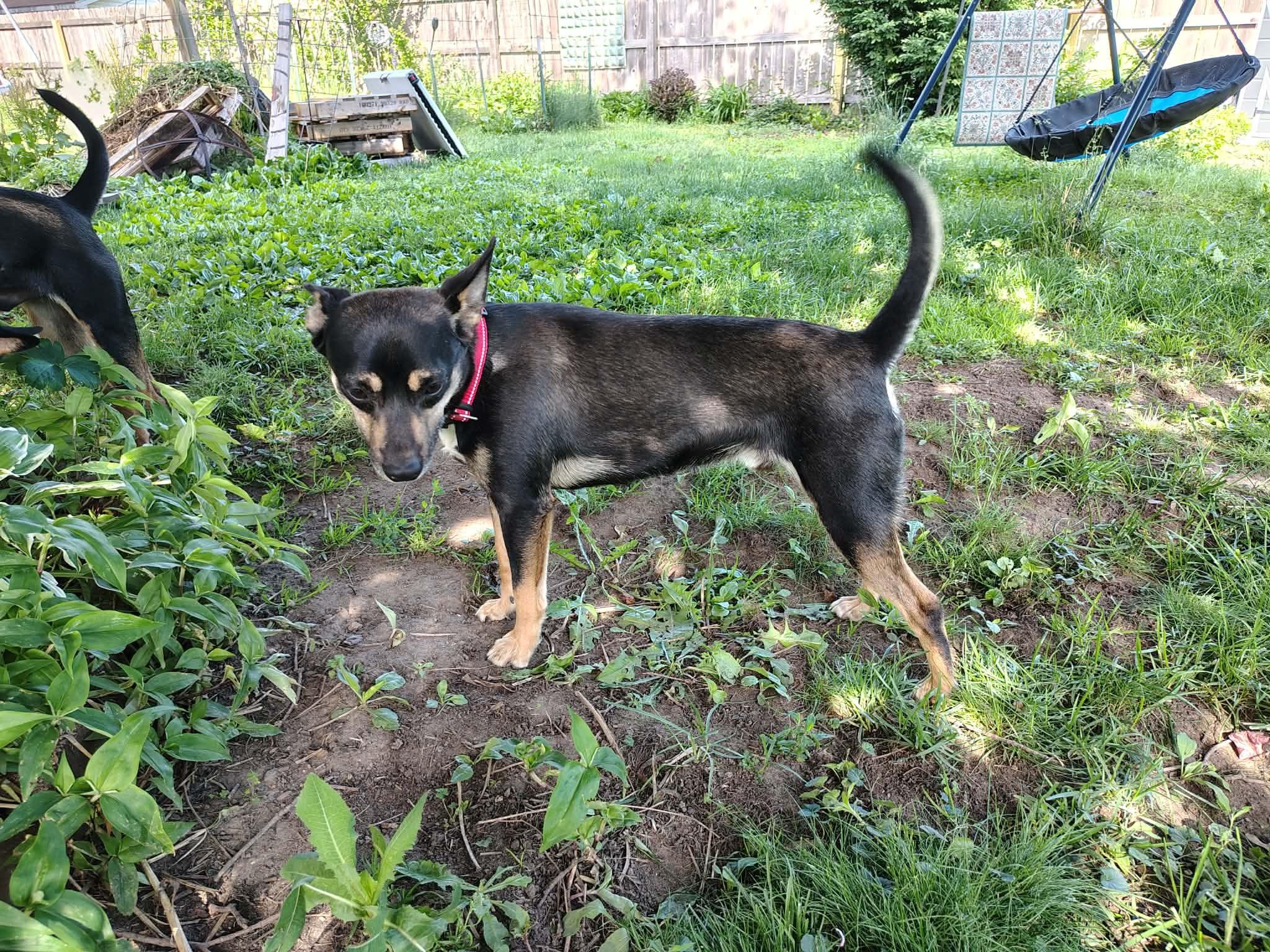 Bruno, a Adoptable mixed breed in Dyer, IN image 3/6