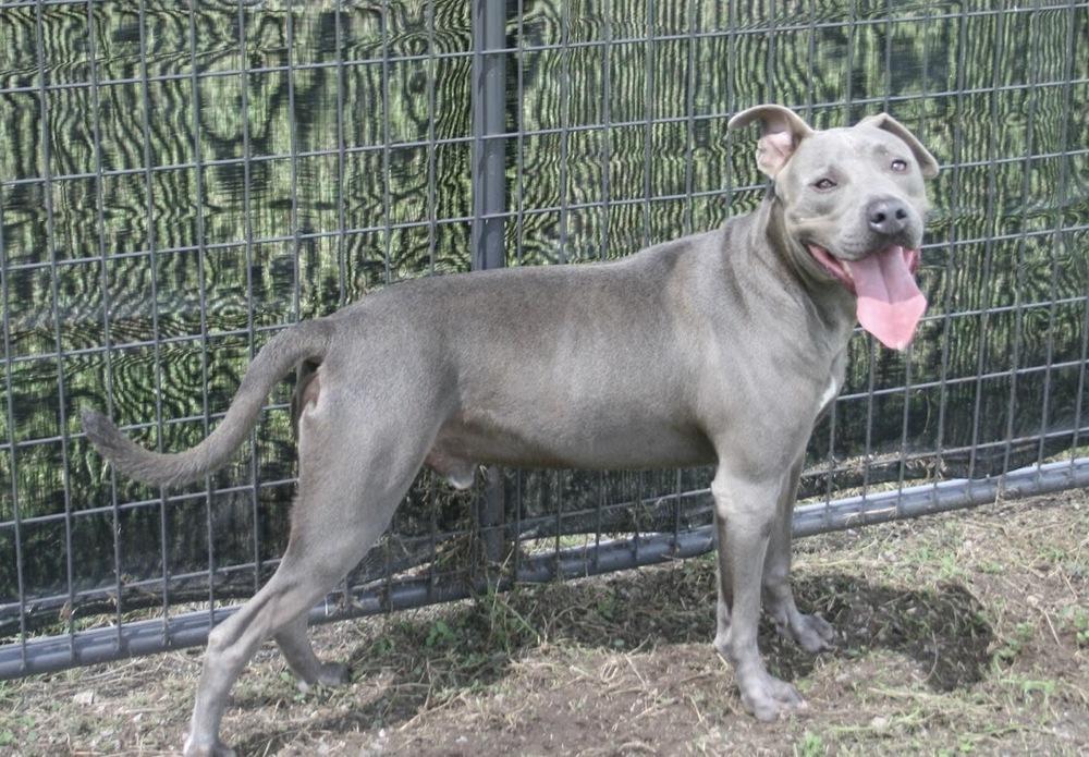 Victor, Adoptable, Young Male Mixed Breed.