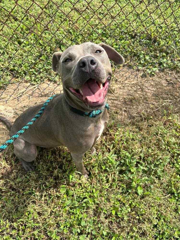 Enlarge Victor, a Adoptable mixed breed in Scott, LA image 2/6