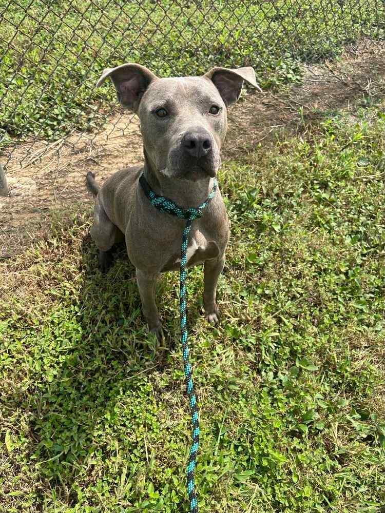 Enlarge Victor, a Adoptable mixed breed in Scott, LA image 3/6