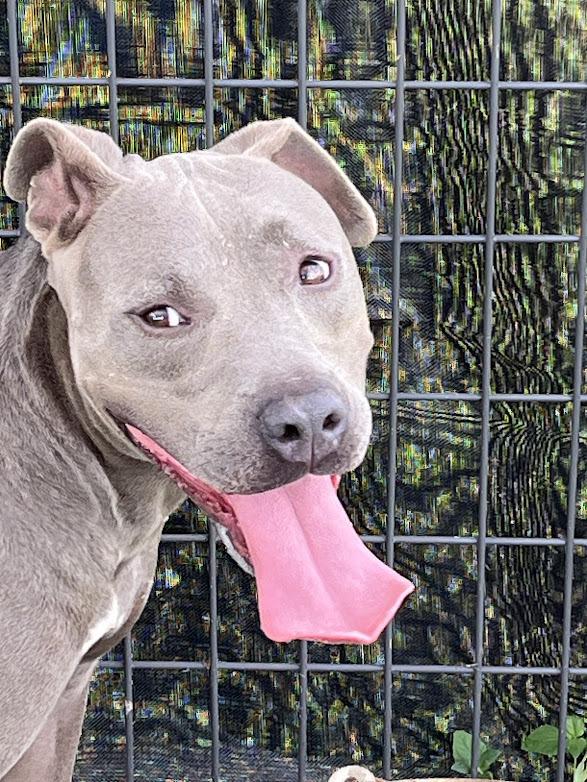 Enlarge Victor, a Adoptable mixed breed in Scott, LA image 4/6