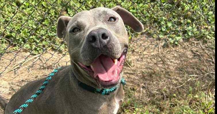 Enlarge Victor, a Adoptable mixed breed in Scott, LA image 5/6