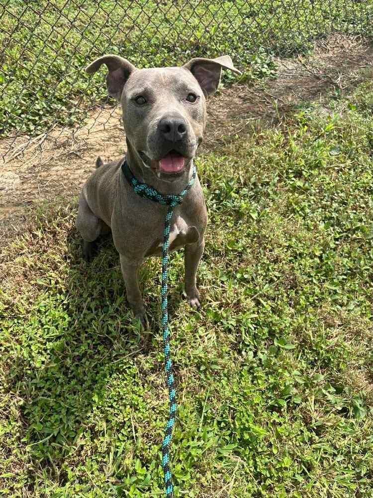 Enlarge Victor, a Adoptable mixed breed in Scott, LA image 6/6