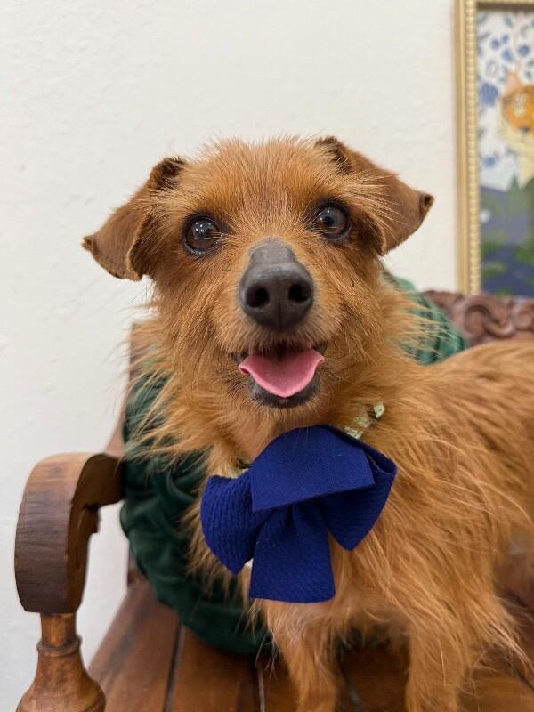 Austin Happyheart Wigglesnout McTreats — thumbnail 5