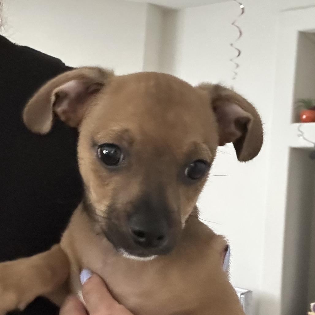 Brownie, Adoptable, Puppy Male Chihuahua & Mixed Breed.