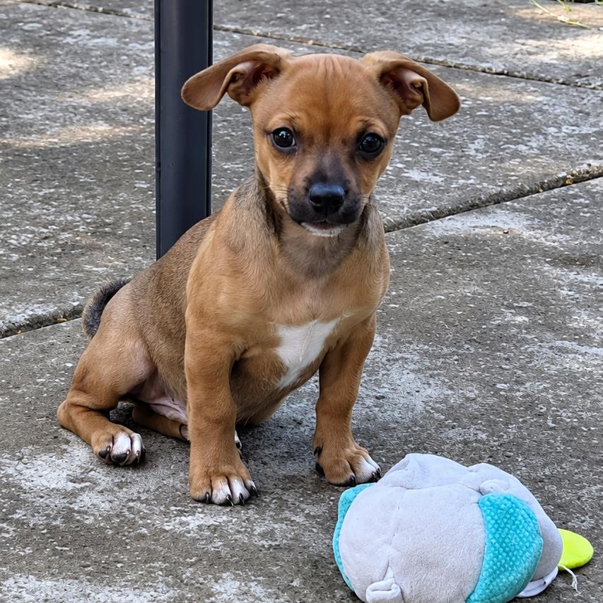 Enlarge Brownie, a Adoptable mixed breed in Sacramento, CA image 3/5