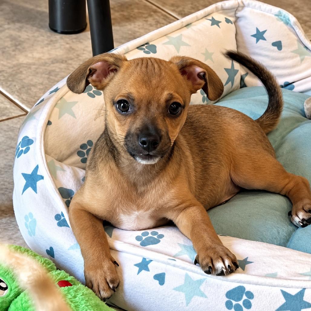 Enlarge Brownie, a Adoptable mixed breed in Sacramento, CA image 5/5