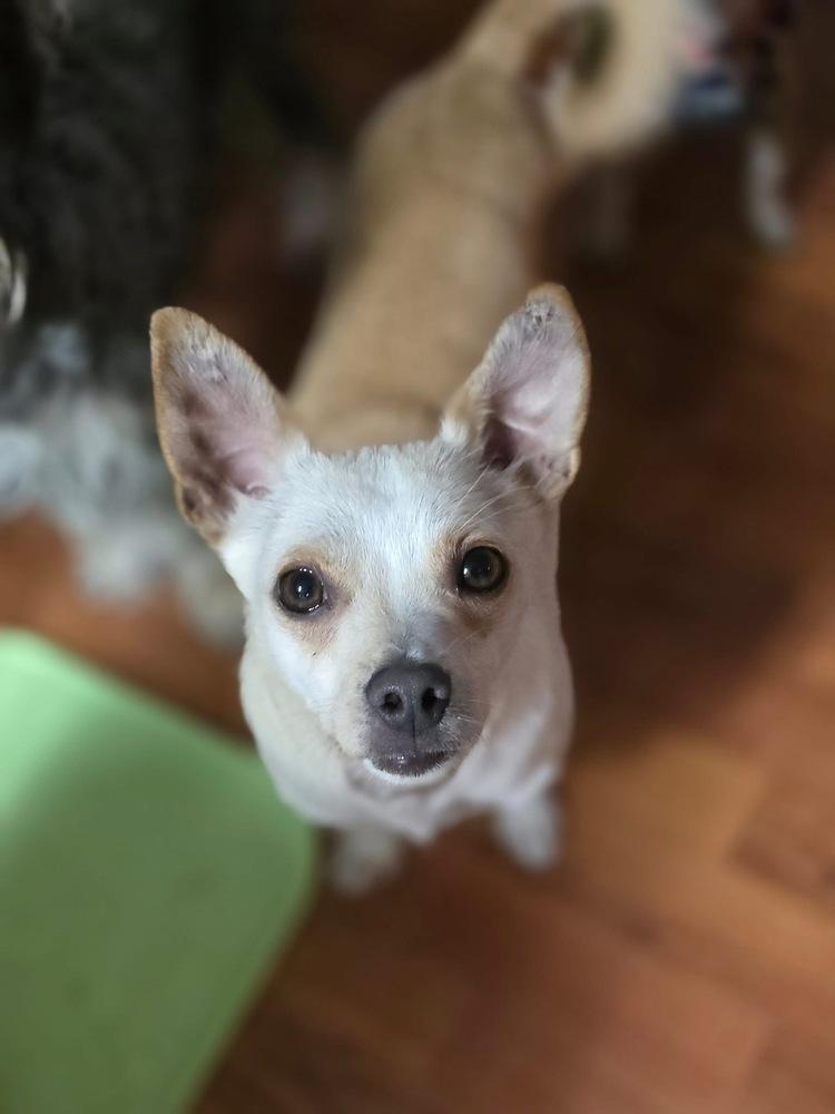 Enlarge Gator, a Adoptable Chihuahua in Chattanooga, TN image 1/1