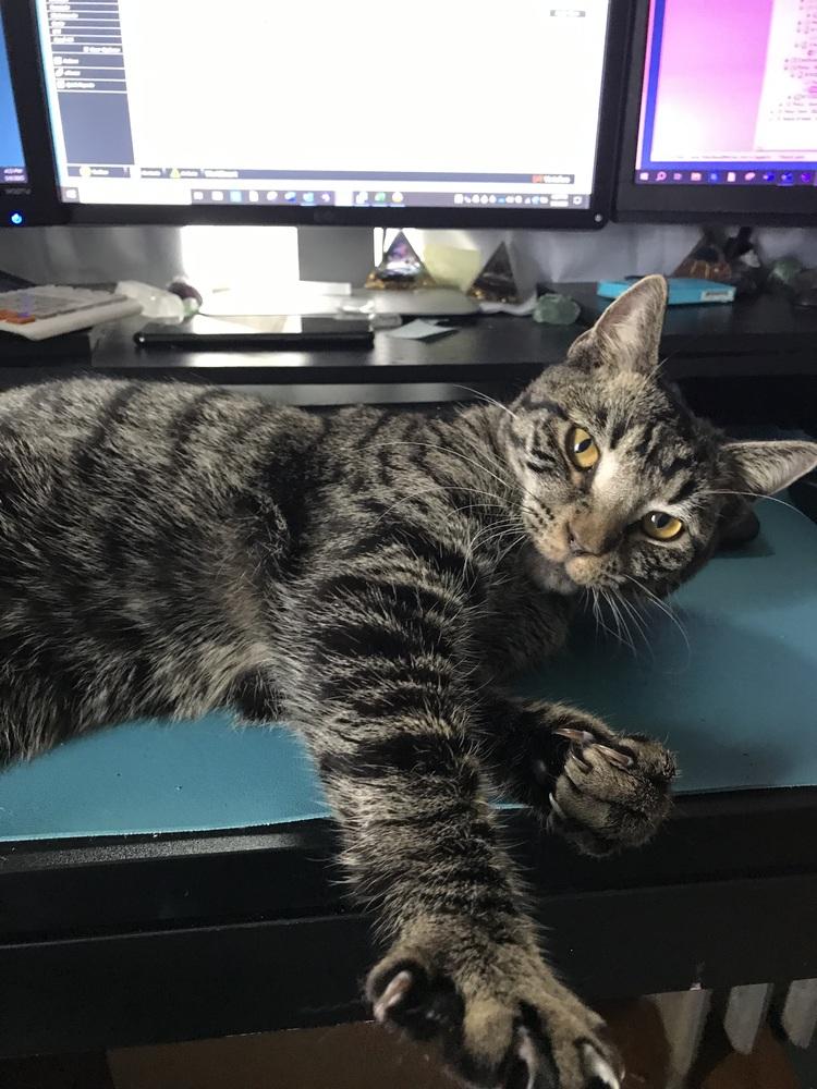 Sweethearts Monkey & Banana, Adoptable, Young Male Tabby & Domestic Short Hair.