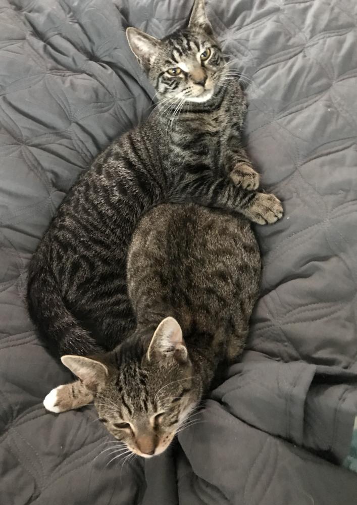 Sweethearts Monkey & Banana, a Adoptable mixed breed in Randolph, MA image 2/6